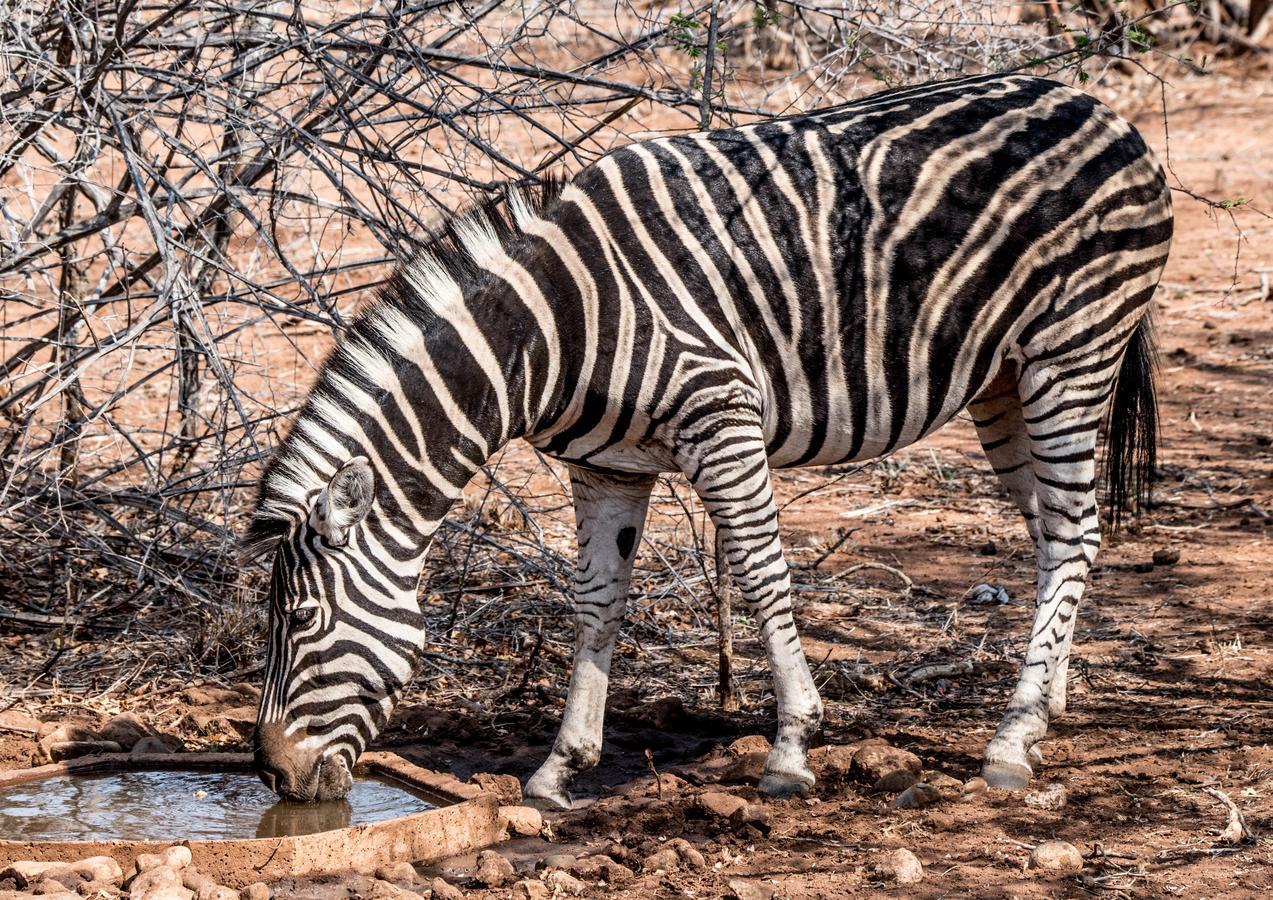 Mawusi Bush Lodge 호에드스프뤼트 외부 사진